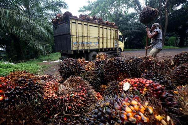 Ilustarsi perkebunan kelapa sawit.